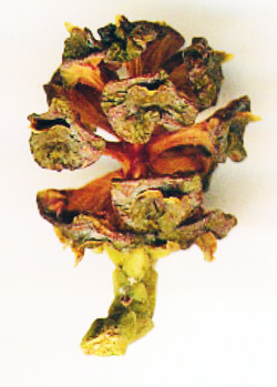 Athrotaxis  cupressoides. Zapfen