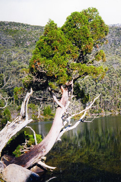 Athrotaxis cupressoides. Sehr alter Baum