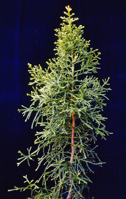 Athrotaxis laxifolia. Jungpflanze 