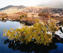 Athrotaxis laxifolia. Cradle Mountains