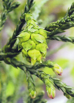 Athrotaxis laxifolia. Zapfen