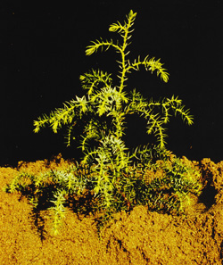 Athrotaxis selaginoides. Jungpflanze