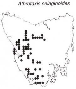 Athrotaxis selaginoides. Verbreitungskarte
