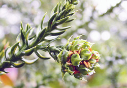 Athrotaxis selaginoides. Zapfen