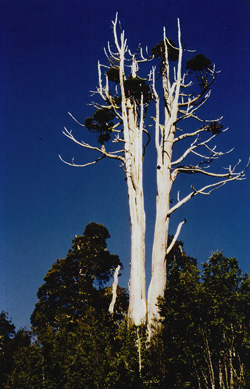 Athrotaxis selaginoides. Alter Urwaldbaum