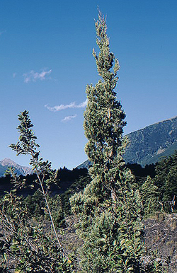 05 jungpflanze llaima