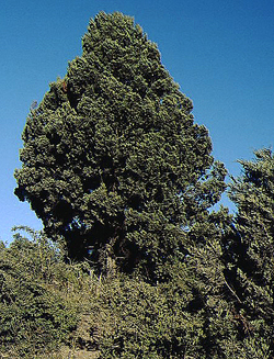 08 solitaer los alerces
