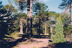 15 naturverjuengung