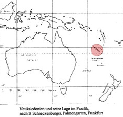 Austrotaxus Neukaledonien Lage Pazifik