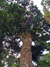 Austrotaxus