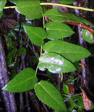 b05
