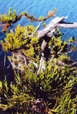 Dacrydium-Altb&auml;ume am Naturstandort