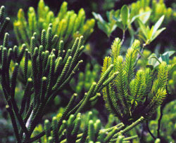 Dacyrdium araucarioides und Dacyrdium guillauminii