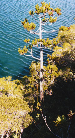 Dacrydium guillauminii - Alter Baum