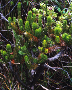 Dacrydium guillauminii - Alter Baum am Lac en Huit