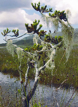 Dacrydium guillauminii - Einzelstandort am Lac Intermediaire