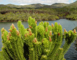 Dacrydium guillauminii - Gipfelbereich mit ♂ Bl&uuml;ten