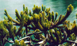 Dacrydium guillauminii - Krone eines Altbaumes