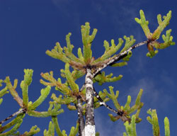 Dacrydium guillauminii - Solit&auml;r