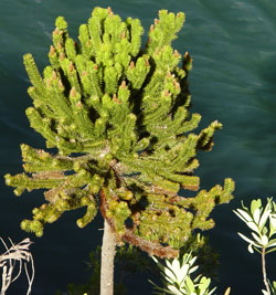 Dacrydium guillauminii - Solit&auml;r am Rivi&egrave;re des Lacs