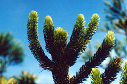 Dacrydium guillauminii - Zweig eines jungen Baumes