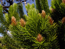 Dacrydium guillauminii - Zweig mit ♂ Bl&uuml;ten
