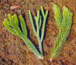 Dacrydium-Arten: Zweige im Vergleich