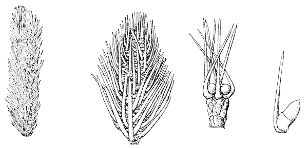 Dacrydium guillauminii