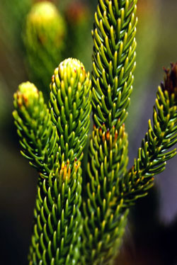 Dacrydium x suprinii - Zweig eines Altbaumes