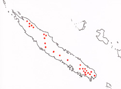 02 Falcatifolium-taxoides-6 250