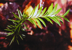 04 Falcatifolium taxoides 8