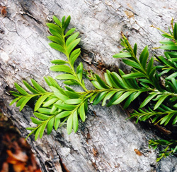 06 Falcatifolium taxoides 4