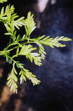 07 Falcatifolium taxoides 3