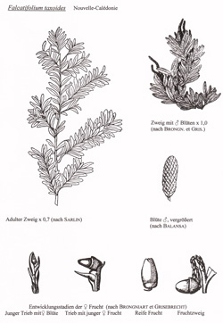 08 Falcatifolium taxoides 10 250