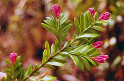 09 Falcatifolium taxoides 1