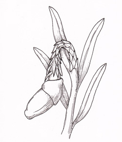10 Falcatifolium-taxoides-5 250