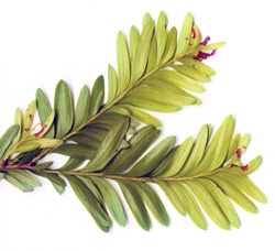 11 Falcatifolium taxoides 7