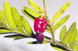 12 Falcatifolium taxoides 2