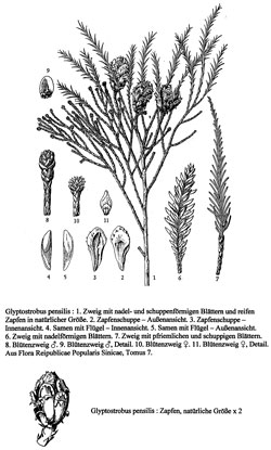 Glyptostrobus pensilis - Zweige, Zapfen, Samen