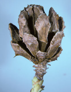 Glyptostrobus pensilis - Geöffneter, reifer Zapfen