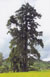 Glyptostrobus pensilis