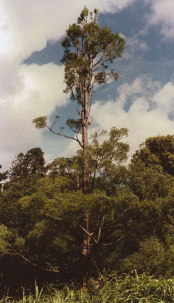 Glyptostrobus pensilis - Habitus eines alten Baumes, Süd-China