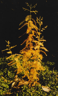 Glyptostrobus pensilis - Herbstfärbung einer Jungpflanze