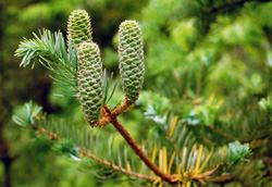 09 Keteleeria evelyniana