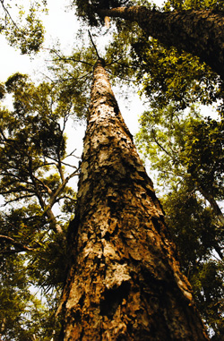 12 Keteleeria evelyniana 0004
