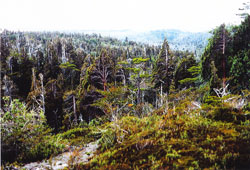 Lepidothamnus Naturbestand