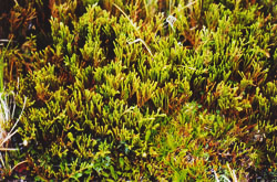Lepidothamnus fonkii - Pflanze im Altbestand