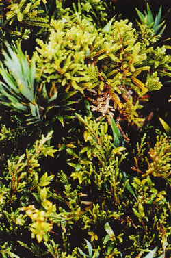Lepidothamnus - Naturverj&uuml;ngung