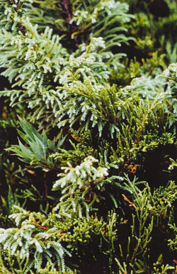 Lepidothamnus - Naturverj&uuml;ngung mit Fitzroya und Chusquea