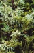 Lepidothamnus